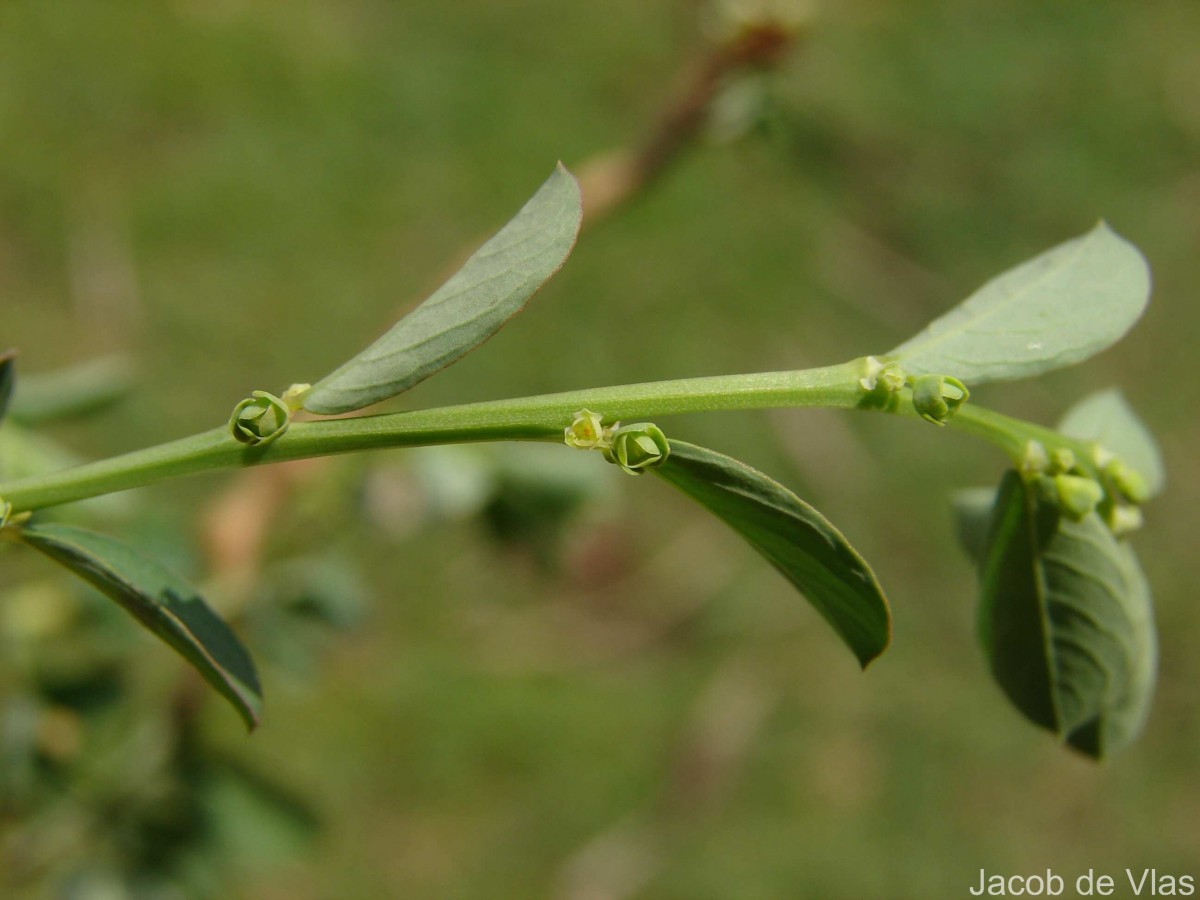Phyllanthus maderaspatensis L.
